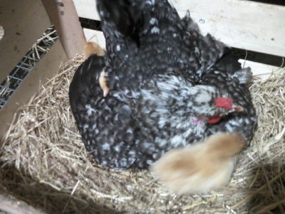 Fotografie-0012.jpg (132.25 KiB) Osservato 1111 volte Fotografie-0012.jpg