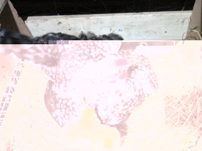 Fotografie-0014.jpg (130.54 KiB) Osservato 1111 volte Fotografie-0014.jpg