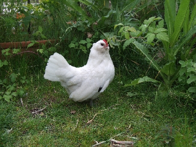 DSCF3484.jpg DSCF3484.jpg