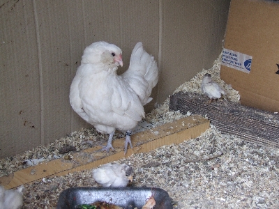 DSCF3485.jpg DSCF3485.jpg