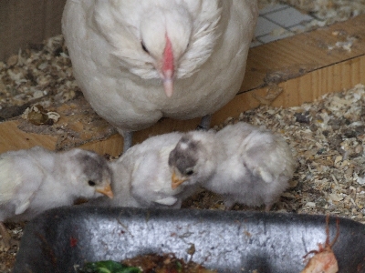 DSCF3486.jpg DSCF3486.jpg