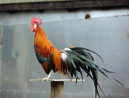 totenko1.jpg totenko1.jpg