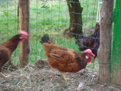 GALLINE.JPG (67.81 KiB) Osservato 2418 volte GALLINE.JPG