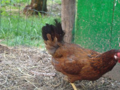 GALLINA3.JPG (67.91 KiB) Osservato 2418 volte GALLINA3.JPG