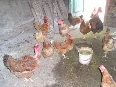 p1010111v.jpg (70.4 KiB) Osservato 685 volte p1010111v.jpg