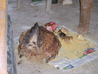 p1010116a.jpg (58.54 KiB) Osservato 683 volte p1010116a.jpg