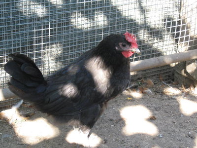 IMG_0295.JPG (78.94 KiB) Osservato 1006 volte IMG_0295.JPG