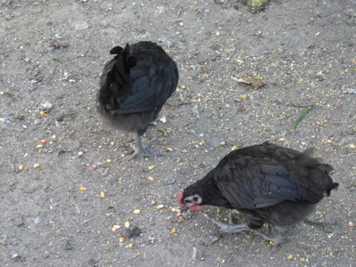 IMG_0296.JPG (81.09 KiB) Osservato 1006 volte IMG_0296.JPG