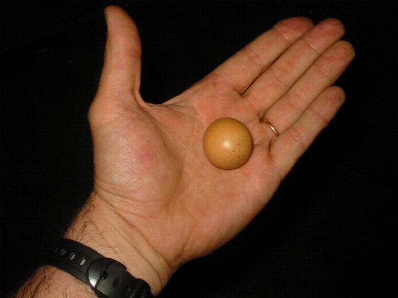 Uovo.rotondo.jpg Uovo.rotondo.jpg