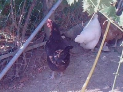 QUELLA NERA!!!!!!!!! / LIVORNESE.jpg LIVORNESE.jpg