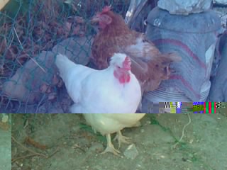 COSE E.jpg COSE E.jpg