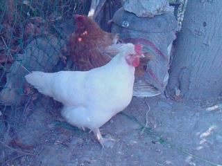 COSE 2.jpg COSE 2.jpg