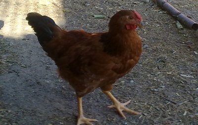 maschietto forse?? / pulcini2.jpg pulcini2.jpg