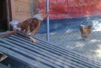 prova di canto :D / pulcini3.jpg pulcini3.jpg