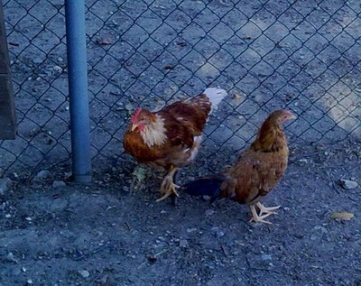 francesina con maschietto / pulcini4.jpg pulcini4.jpg