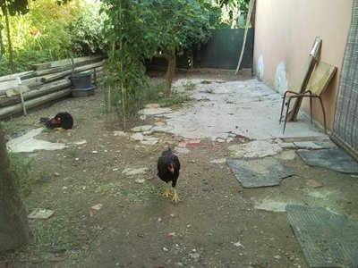 pascolo esterno riservato solo a loro (Livorno neri) / Foto0480.jpg Foto0480.jpg