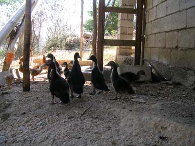 i miei inquilini / DSCN1558 mod.jpg DSCN1558 mod.jpg