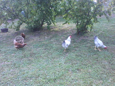 DSC00305.JPG (71.98 KiB) Osservato 5418 volte DSC00305.JPG