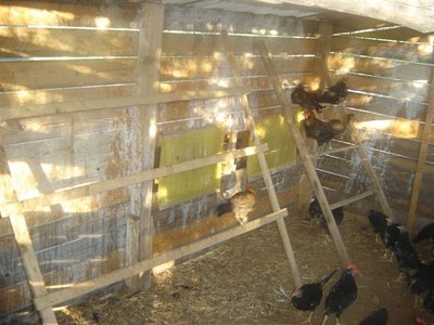 Interno Pollaio N.1 / Interno Pollaio N.1.JPG Interno Pollaio N.1.JPG