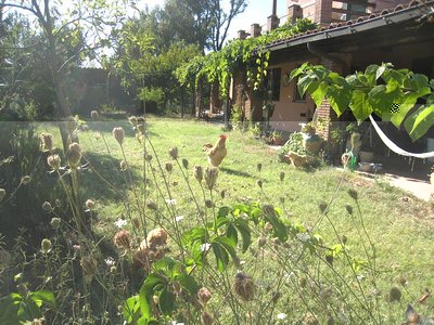 ecco dove amano stare e difficilmente se ne vanno / davanticasaIMG_1763.jpg davanticasaIMG_1763.jpg