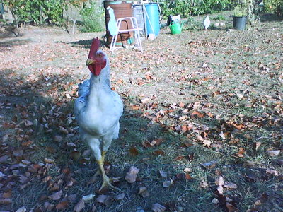 qui... fa' la sfilata...tutto bello dritto!!! / DSC00322.JPG DSC00322.JPG