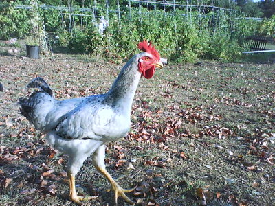 Di lato.... / DSC00323.JPG DSC00323.JPG