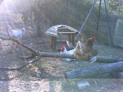 dopo mangiato....riposino!!! / DSC00336.JPG DSC00336.JPG