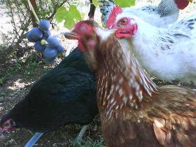 piace molto l'uva fragola!!! / DSC00327.JPG DSC00327.JPG