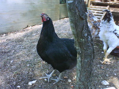 il marrone sul collo si vede poco... / DSC00337.JPG DSC00337.JPG