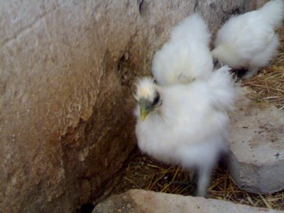 primo piano del maschio / 22092011899.jpg 22092011899.jpg