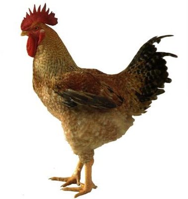big_kabirrosso2003.jpg (25.74 KiB) Osservato 1053 volte big_kabirrosso2003.jpg