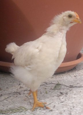 21102011253.jpg (54.54 KiB) Osservato 1393 volte 21102011253.jpg