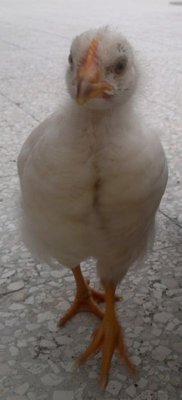 21102011255.jpg (36.78 KiB) Osservato 1393 volte 21102011255.jpg