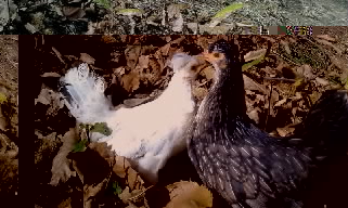 Nanette.jpg Nanette.jpg