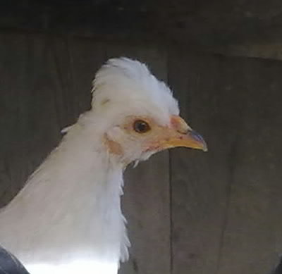 Nn.jpg (19.19 KiB) Osservato 616 volte Nn.jpg