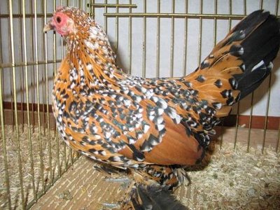 sabelpoot milleflour.jpg (48.51 KiB) Osservato 518 volte sabelpoot milleflour.jpg