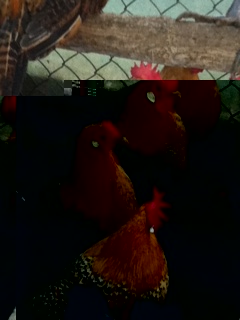 Romagnole moschettate oro / foto (18).JPG foto (18).JPG