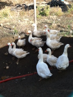 nuovo gruppo Romagnole / foto (15).JPG foto (15).JPG