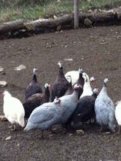 nuovo gruppo faraone ancestrali / foto (25).JPG foto (25).JPG