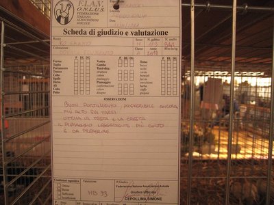 Scheda di valutazione Ko Shamo dorata frumento / schedaKoShamoDFIMG_2642.jpg schedaKoShamoDFIMG_2642.jpg