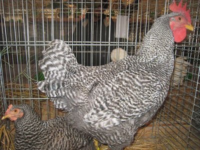 Gallo e gallina AMROCK / amrockRE19.11.11IMG_2838.jpg amrockRE19.11.11IMG_2838.jpg