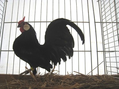 Bantam Nera / Bantam nera-IMG_2706.jpg Bantam nera-IMG_2706.jpg