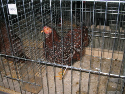 IMG_3312.JPG (148.64 KiB) Osservato 631 volte IMG_3312.JPG