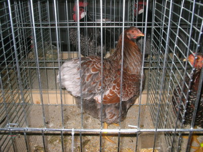 IMG_3313.JPG (155.25 KiB) Osservato 602 volte IMG_3313.JPG