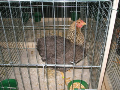 IMG_3308.JPG (145.94 KiB) Osservato 629 volte IMG_3308.JPG