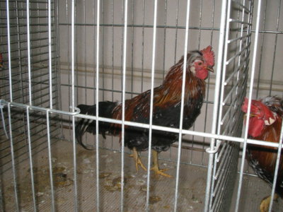 IMG_3284.JPG (119.99 KiB) Osservato 598 volte IMG_3284.JPG