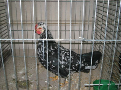 IMG_3282.JPG (125.11 KiB) Osservato 627 volte IMG_3282.JPG