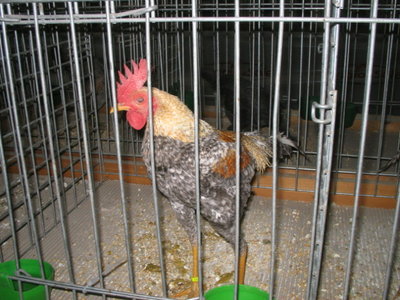 IMG_3325.JPG (141.19 KiB) Osservato 595 volte IMG_3325.JPG