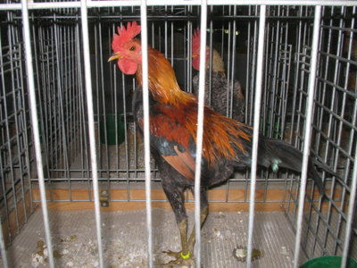 IMG_3326.JPG (134.81 KiB) Osservato 595 volte IMG_3326.JPG