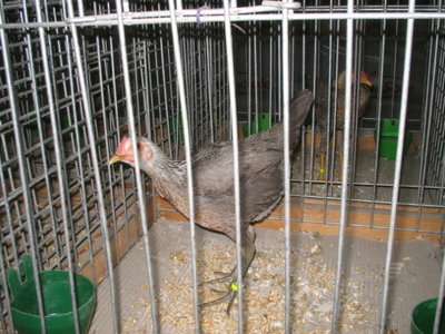 IMG_3327.JPG (142.91 KiB) Osservato 595 volte IMG_3327.JPG